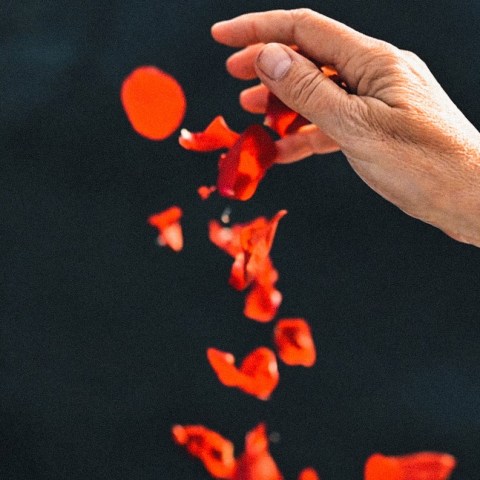 Una mano echa pétalos de flor color rojo al mar en símbolo de cenizas