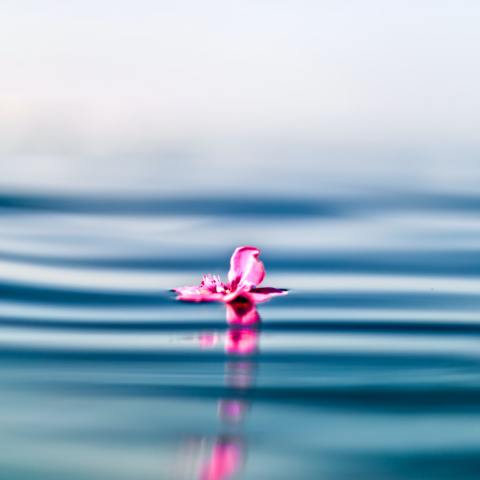 Una flor en el mar que simboliza el recuerdo de una persona al echar sus cenizas en el mar